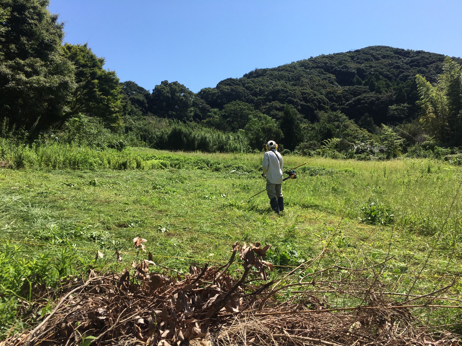 農業の常識は、自然界の非常識☆雑草で畑を生命育む森にする☆「生命 ...