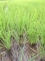 チャレンジ！無農薬・無除草で水稲・稲作