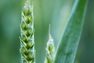 【仮説】無肥料・無施肥で育つメカニズム〜アミノ酸サイクルとNPKサイクル